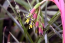 Billbergia nutans Billbergia nutans