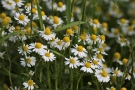 Camomille allemande (matricaire) Camomille allemande (matricaire)