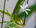 Chlorophytum Chlorophytum