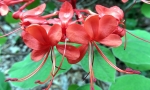 Clérodendron Clérodendron