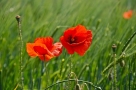 Coquelicot Coquelicot