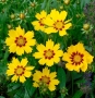 Coreopsis Coreopsis