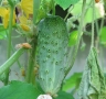 Cornichon Cornichon