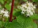 Cornouiller blanc 'Baton Rouge' Cornouiller blanc 'Baton Rouge'