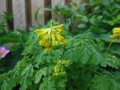 Corydale jaune Corydale jaune