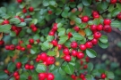 Cotoneaster Cotoneaster