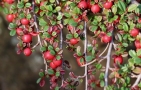 Cotoneaster rampant Cotoneaster rampant