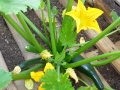 Courgette Courgette