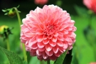 Dahlia Dahlia
