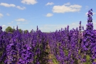 Delphinium Delphinium