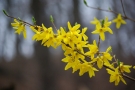Forsythia 'Lynwood' Forsythia 'Lynwood'