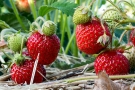 Fraisier 'Gariguette' Fraisier 'Gariguette'