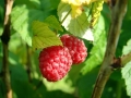 Framboisier Framboisier
