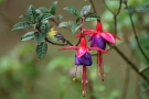 Fuchsia Fuchsia