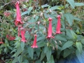 Fuchsia du cap Fuchsia du cap