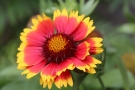 Gaillarde Gaillarde