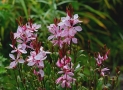 Gaura Gaura