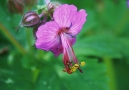 Géranium vivace Géranium vivace