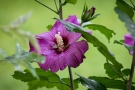 Hibiscus Hibiscus