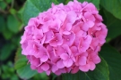 Hortensia Hortensia
