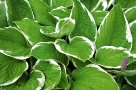 Hosta Hosta