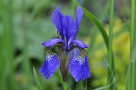 Iris de Sibérie Iris de Sibérie