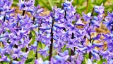 Jacinthe Jacinthe
