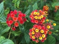 Lantana Lantana
