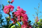 Lilas des indes Lilas des indes