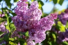 Lilas Lilas