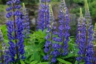 Lupin Lupin
