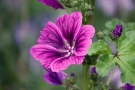 Mauve des bois