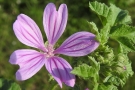 Mauve Mauve