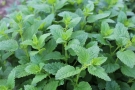 Mélisse citronnelle Mélisse citronnelle