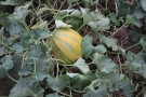 Melon Melon