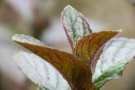Menthe poivrée Menthe poivrée