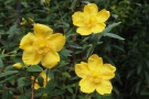 Millepertuis Millepertuis