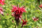 Monarde Monarde
