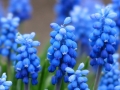 Muscari Muscari