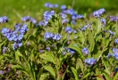 Myosotis Myosotis