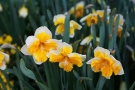 Narcisse Narcisse