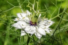 Nigelle de Damas Nigelle de Damas