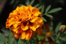 Oeillet d'inde Oeillet d'inde