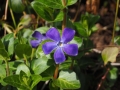 Pervenche Pervenche