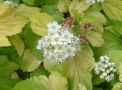Physocarpus Dart's Gold Physocarpus Dart's Gold
