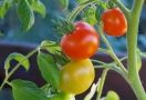 Tomate Tomate