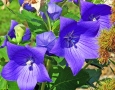 Platycodon Platycodon