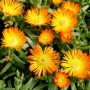 Pourpier vivace Orange Wonder Pourpier vivace Orange Wonder