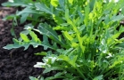 Roquette Roquette