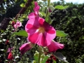 Rose trémière Rose trémière